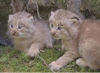 20091210_lynxkittens.jpg 20091210_lynxkittens.jpg