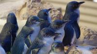 NZPenguins_main_0520.jpg NZPenguins_main_0520.jpg