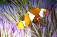 barrierreef-160.jpg barrierreef-160.jpg