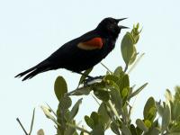 blackbird.jpg blackbird.jpg