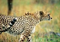 cheetah.jpg cheetah.jpg