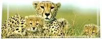 cheetah.jpg cheetah.jpg