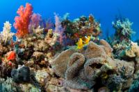 coral.jpg coral.jpg