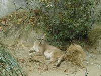 cougar.jpg cougar.jpg