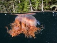 giant01-lions-mane-jellyfish_17450_600x450.jpg giant01-lions-mane-jellyfish_17450_600x450.jpg