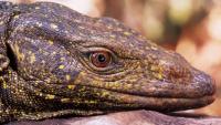 giantlizard_wide.jpg giantlizard_wide.jpg