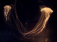 jellyfish.jpg jellyfish.jpg