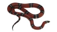 main_snake_1.jpg main_snake_1.jpg