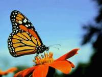monarch.jpg monarch.jpg