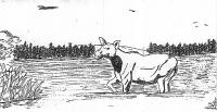 moose.jpg moose.jpg