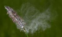 pollen_1.jpg pollen_1.jpg