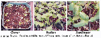 seedling.gif seedling.gif