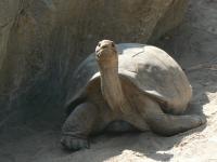 tortoise41.jpg tortoise41.jpg
